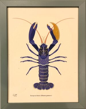 Astice europeo (Homarus grammarus)