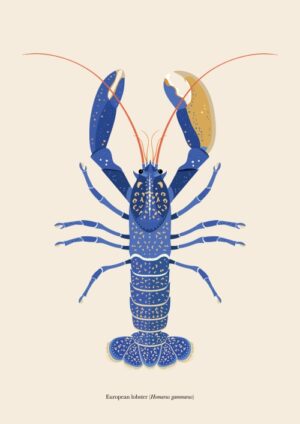 European lobster (Homarus grammarus)