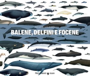 Balene, delfini e focene