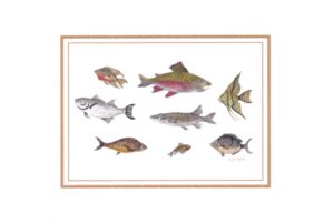 biglietto con busta zoodicarta "gruppo di pesci"