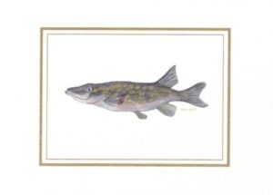 biglietto con busta zoodicarta "luccio"