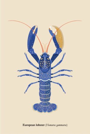 Postcard - European lobster (Homarus grammarus)