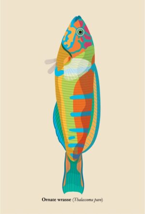 Postcard - Ornate wrasse (Thalassoma pavo)