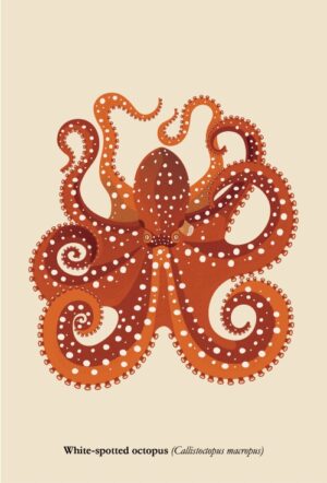 Postcard - White-spotted octopus (Callistoctopus macropus)