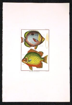 pesci - histoire naturelle, planche 94