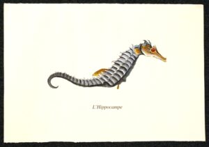 pesce - l'hippocampe