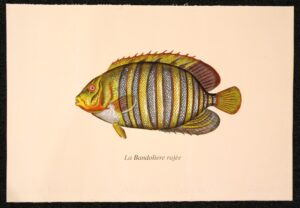 pesce - la bandoliere rajee