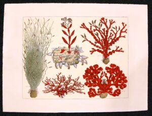 precious corales - tavola XCVIII