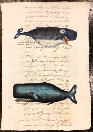 Cetacei su carta antica - Le Grand Cachalot e le Cachalot Cylindrique