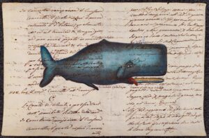 cetaceo su carta antica - le cachalot cylindrique