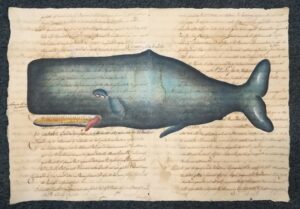 Cetaceo su carta antica - Le cachalot cylindrique