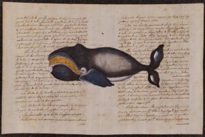 Cetaceo su carta antica - La Baleine-franche
