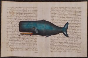 Cetaceo su carta antica - Le Cachalot Cylindrique