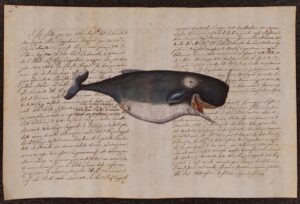 Cetaceo su carta antica - Le Grand Cachalot