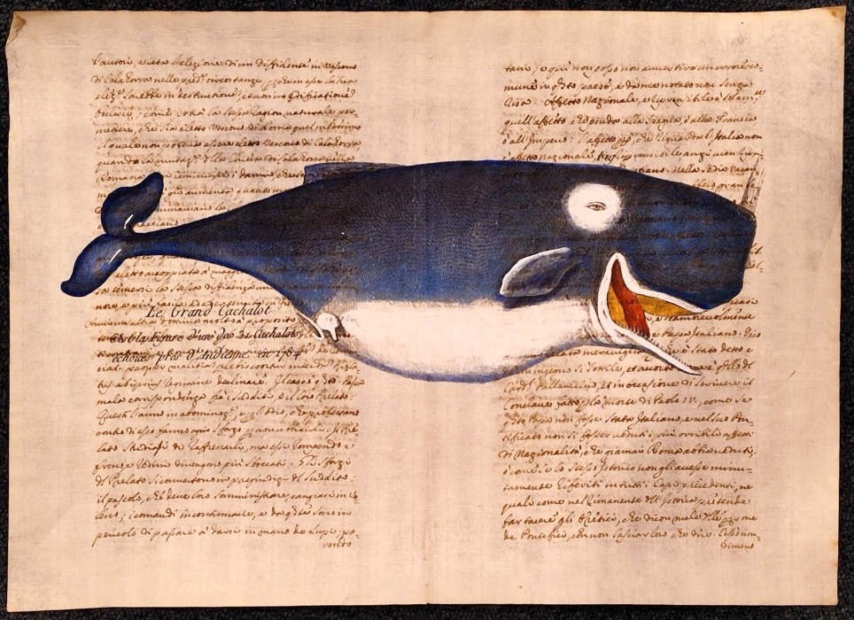 Cetaceo su carta antica - Le Grand Cachalot