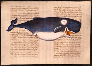 cetaceo su carta antica - le grand cachalot
