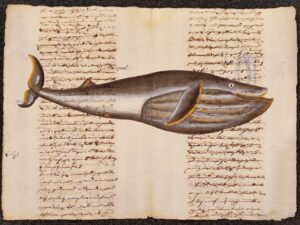 cetaceo su carta antica - le rorqual