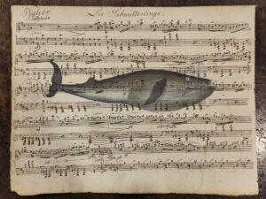 cetaceo su spartito musicale - le rorqual