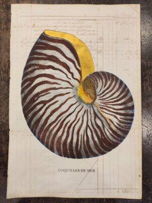 conchiglia su carta antica - nautilus rosso