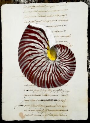 Conchiglia su carta antica - Nautilus rosso