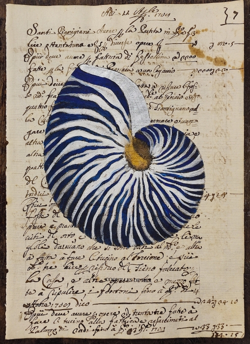 Conchiglia su carta antica - Nautilus blu