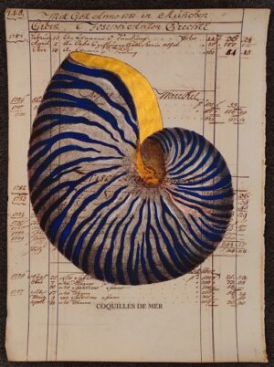 Conchiglia su carta antica - Nautilus blu
