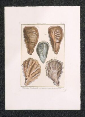 conchiglie - histoire naturelle, huitre (ostrea) planche 181