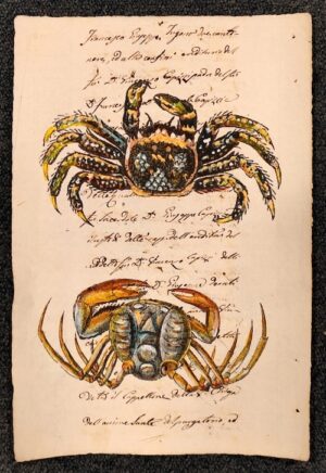 crostacei su carta antica - grapso piatto e ocipode