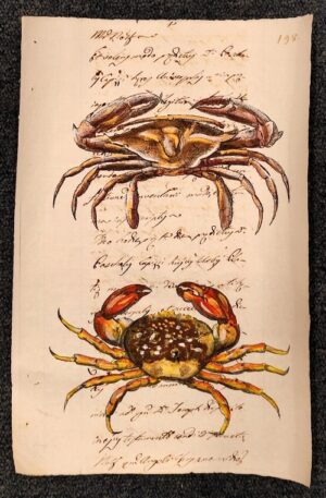 Crostacei su carta antica - Monoftalmo spinoso e granchio corallino