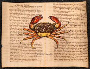 crostaceo su carta antica - granchio corallino