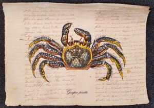 crostaceo su carta antica - grapso piatto