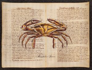 crostaceo su carta antica - monoftalmo spinoso