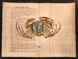 crostaceo su carta antica - ocipode