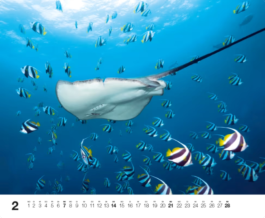 DIVE 2027 - immagine 3
