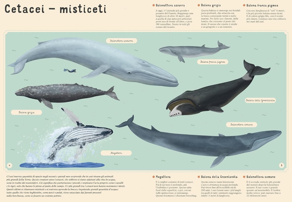 Enciclopedia del mare per piccoli lettori - Image 2