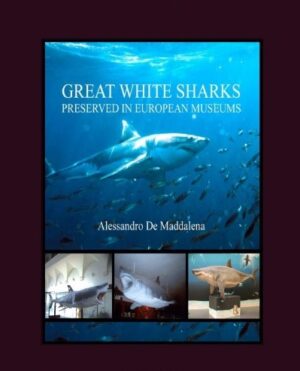 Great white sharks preserved in european museums