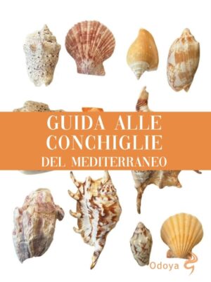 guida alle conchiglie del mediterraneo