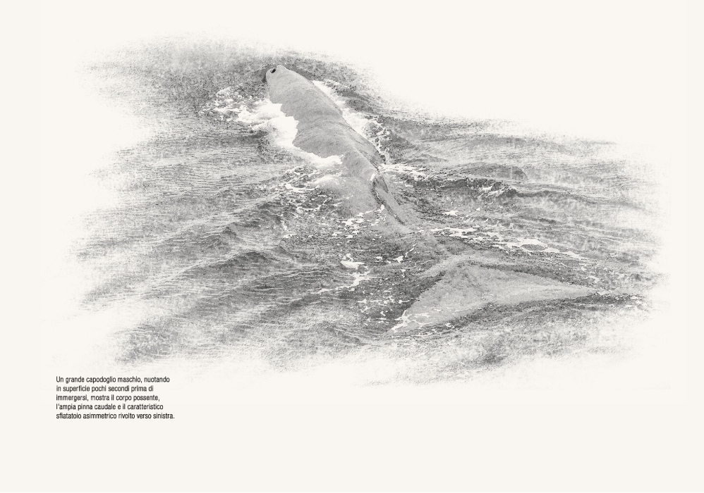 Meraviglie di un mare ferito - immagine 3