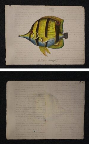 pesce su carta antica - le bec alonge