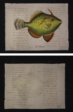 pesce su carta antica - le chinois