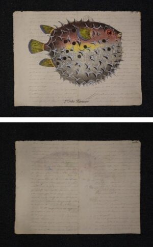 pesce su carta antica - l'orbe herisson