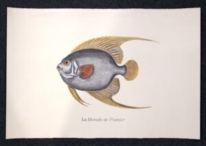 pesce - la dorade de plumier