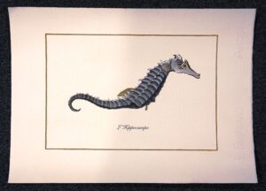 pesce - l'hippocampe