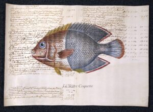 pesce su carta antica - la veuve coquette
