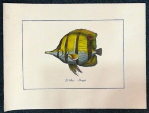 pesce - le bec alonge