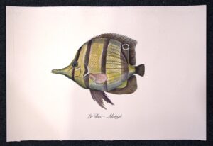 pesce - le bec alonge