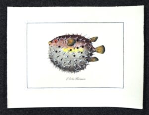 pesce - l'orbe herisson