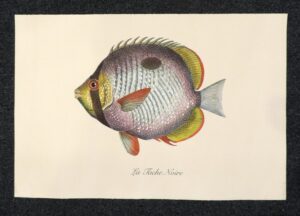 pesce - la tache noire