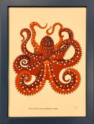White-spotted octopus (Callistoctopus macropus)