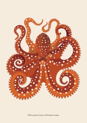 White-spotted octopus (Callistoctopus macropus)